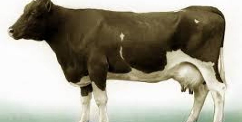 Все о коровах. Породы коров: молочные, мясные, мясо-молочные