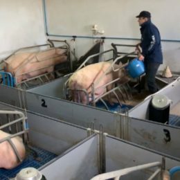 Вспышка африканской чумы свиней зафиксирована в Польше