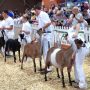 Вторая специализированная Всероссийская выставка молочного козоводства
