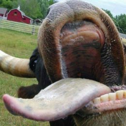 Зубы у коровы: как расположены, есть ли верхние, почему выпадают. Сколько зубов у коровы: строение челюсти, рост и смена зубов